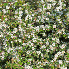 Cotoneaster microphyllus 'Streibs Findling' - Zwergmispel 'Streibs Findling'