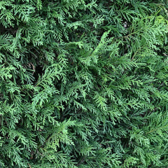 Cupressocyparis leylandii - Leyland-Zypresse