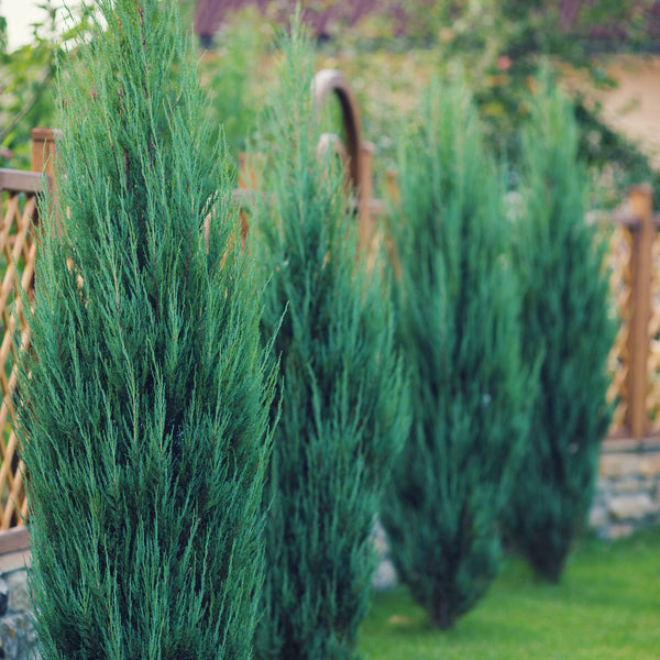 Cupressocyparis leylandii 'Pyramidalis' - Leyland-Zypresse