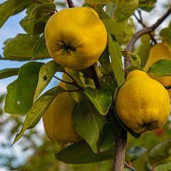 Cydonia oblonga 'Portugiesische Birnenquitte' - Quitte 'Portugiesische Birnenquitte'