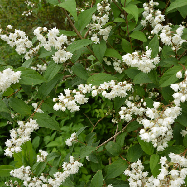 Deutzia gracilis - Maiblumenstrauch