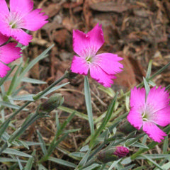 Dianthus gratianopolitanus 'Blauigel' - Pfingst-Nelke