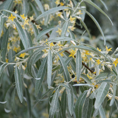 Elaeagnus angustifolia - Schmalblättrige Ölweide