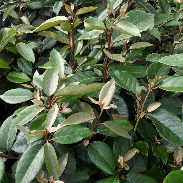 Elaeagnus ebbingei - Wintergrüne Ölweide