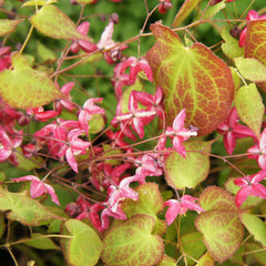 Epimedium x rubrum - Elfenblume