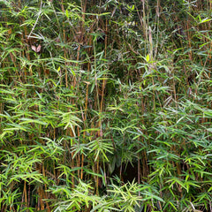 Fargesia nitida 'Volcano' - Bambus 'Volcano'