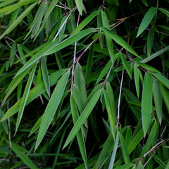 Fargesia nitida 'Volcano' - Bambus 'Volcano'