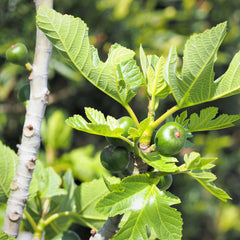 Ficus carica - Feige
