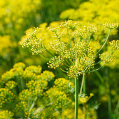 Foeniculum vulgare 'Rubrum' - Bronze-Fenchel