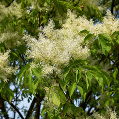 Fraxinus ornus 'Mecsek' - Kugelförmige Blumen-Esche