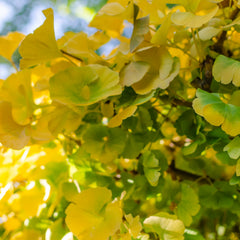 Ginkgo biloba 'Mariken' - Kugel-Ginkgo-Baum