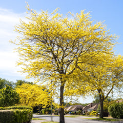 Gleditsia triacanthos - Gleditschie