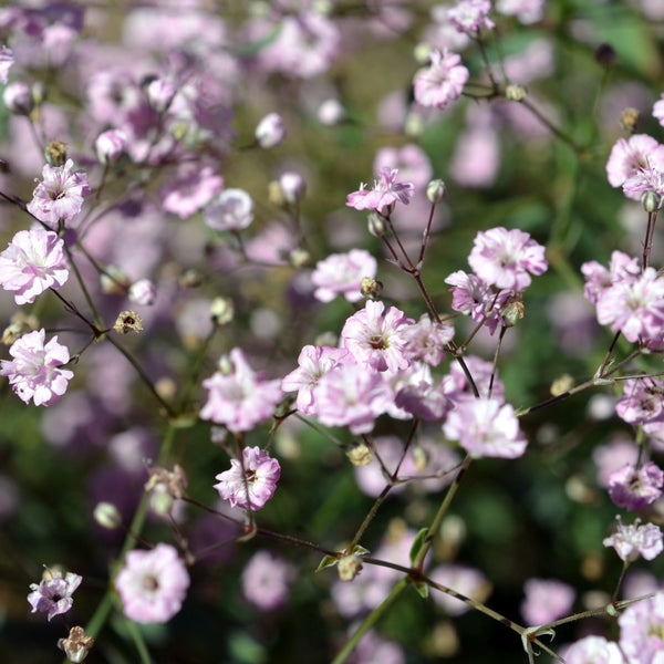 Gypsophila repens 'Rosenschleier' - Schleierkraut