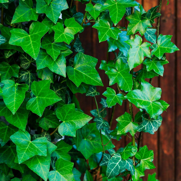 Hedera helix hibernica - Großblättriger Irischer Efeu