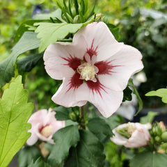 Hibiscus syriacus 'Hamabo' - Eibisch 'Hamabo'