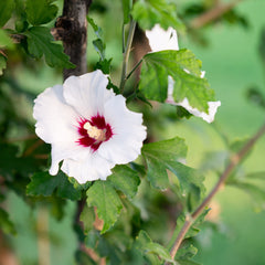Hibiscus syriacus 'Red Heart' - Eibisch 'Red Heart'