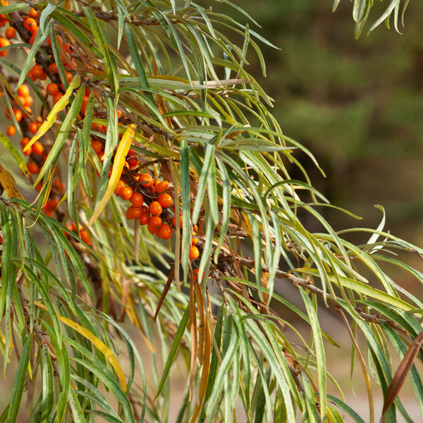 Hippophae rhamnoides 'Orange Energy' - Sanddorn (weiblich)