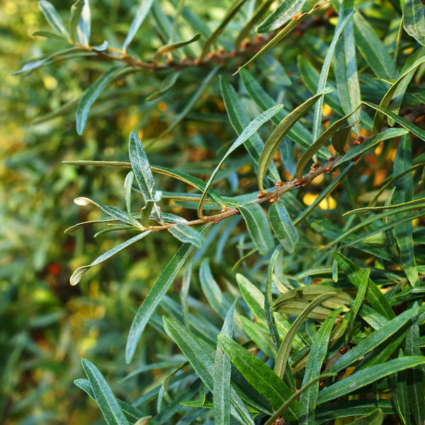 Hippophae rhamnoides 'Pollmix' - Sanddorn (männlich)