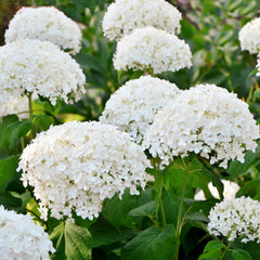 Hydrangea arborescens 'Annabelle' - Ball-Hortensie 'Annabelle'