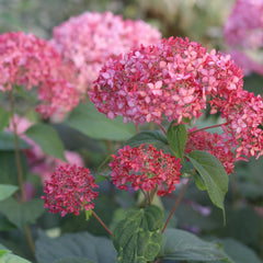 Hydrangea arborescens 'Pink Annabelle' - Schneeball-Hortensie 'Pink Annabelle'