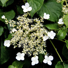 Hydrangea petiolaris - Kletter-Hortensie