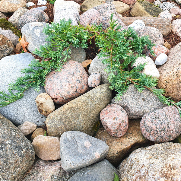 Juniperus horizontalis  'Wiltonii' - Grüner Teppichwacholder