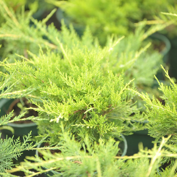 Juniperus media 'Old Gold' - Gelber Wacholder