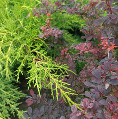 Juniperus media 'Old Gold' - Gelber Wacholder