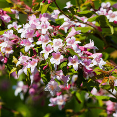 Kolkwitzia amabilis 'Pink Cloud' - Perlmuttstrauch / Kolkwitzie 'Pink Cloud'
