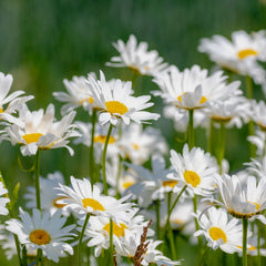 Leucanthemum x superbum 'Silberprinzesschen' - Margerite