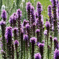 Liatris spicata 'Floristan Violett' - Prachtscharte