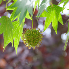 Liquidambar styraciflua 'Slender Silhouette' - Säulen-Amberbaum