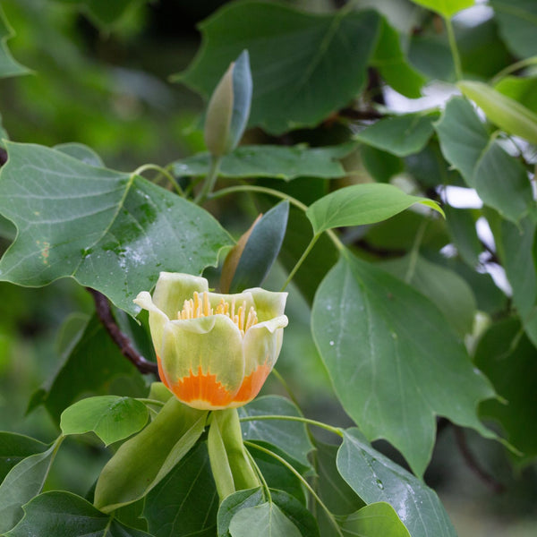 Liriodendron tulipifera 'Edward Gursztyn' - Kugel-Tulpenbaum