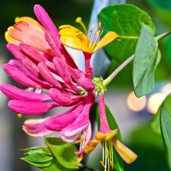 Lonicera heckrottii - Geißblatt