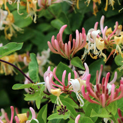 Lonicera periclypenum - Geißblatt