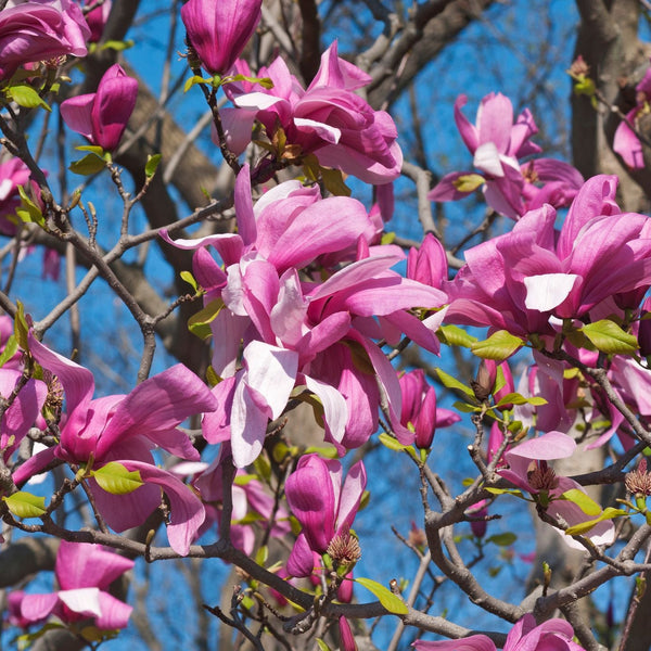 Magnolia sprengeri  'Galaxy' - Großblumige Magnolie 'Galaxy'