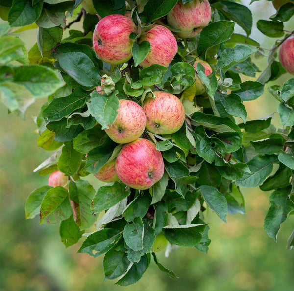 Malus domestica 'Gravensteiner' - Apfel 'Gravensteiner'