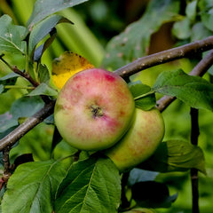 Malus domestica 'Jakob Fischer' - Apfel 'Jakob Fischer'