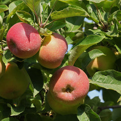 Malus domestica 'Jonagold ' - Apfel 'Jonagold'