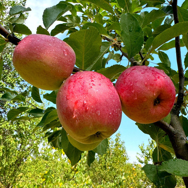 Malus domestica 'Rewena' - Apfel 'Rewena'