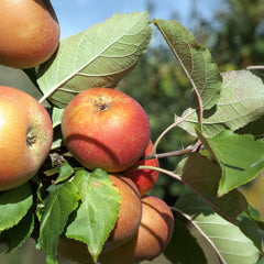 Malus domestica 'Roter Boskoop' - Apfel 'Roter Boskoop'