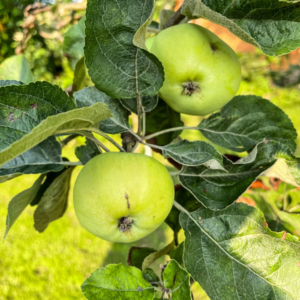 Malus domestica 'Weißer Klarapfel' - Apfel 'Weißer Klarapfel'