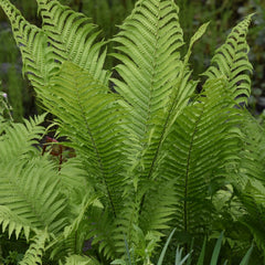 Matteuccia struthiopteris - Straußenfarn