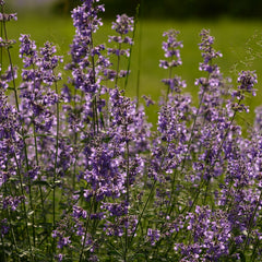 Nepeta x faassenii - Katzenminze