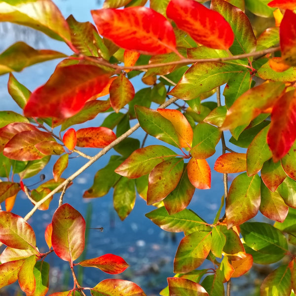 Nyssa sylvatica - Tupelobaum