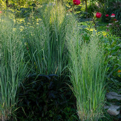 Panicum virgatum 'Northwind' - Rutenhirse 'Northwind'