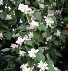 Philadelphus   'Erectus' - Duft-Jasmin 'Erectus'