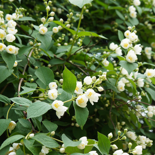 Philadelphus coronarius - Bauernjasmin