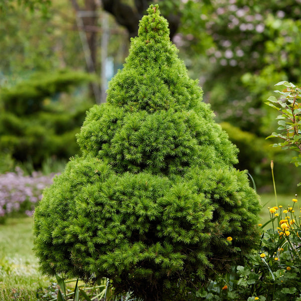 Picea glauca 'Conica' - Zuckerhutfichte