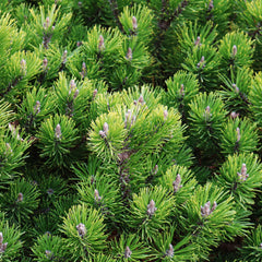 Pinus mugo 'Pumilio' - Zwerg-Kiefer 'Pumilio'